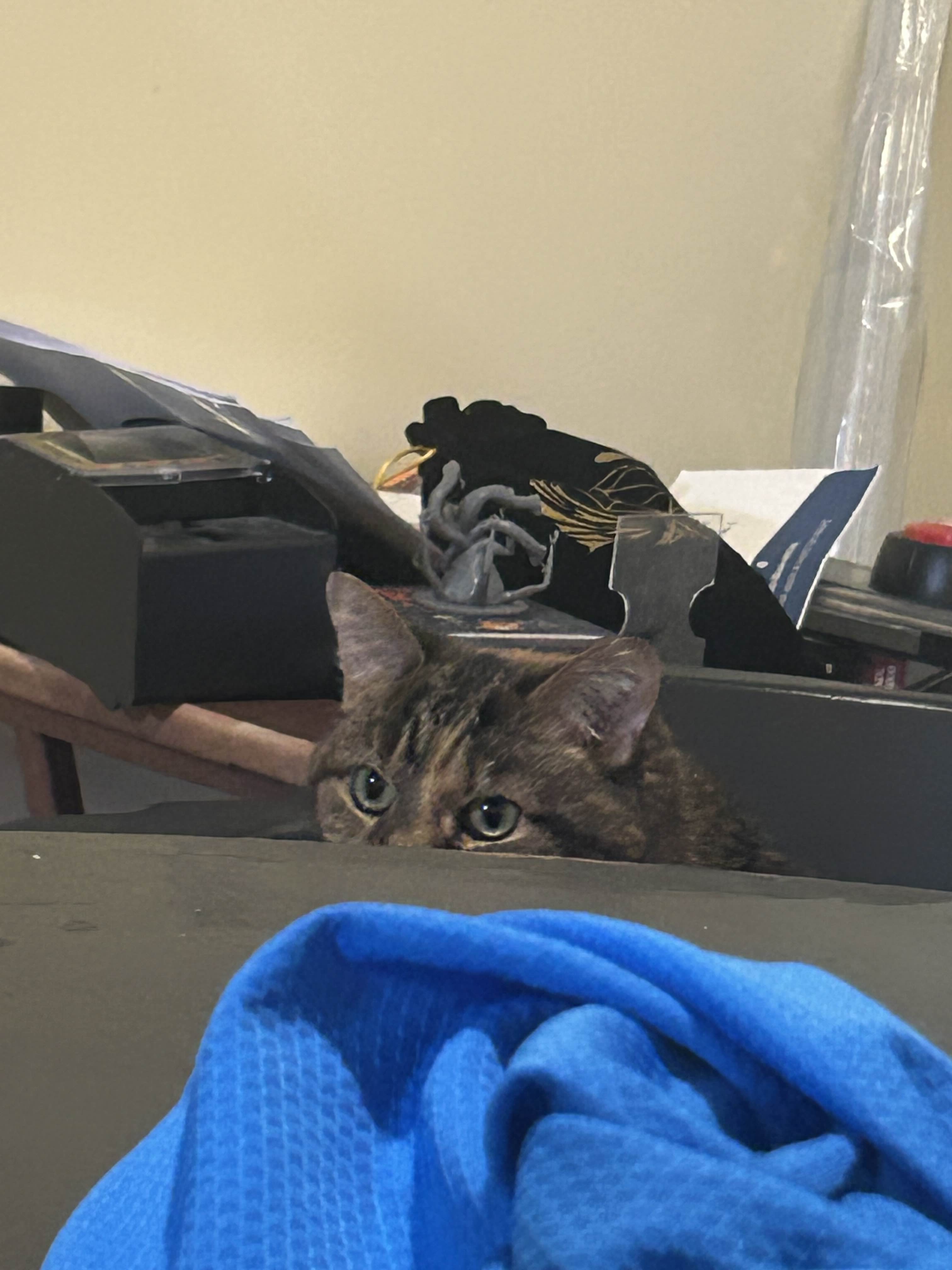 Image of a tabby cat peeking over a table. Only her eyes are visible.